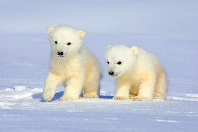 Polar Bear Cubs — White, Calm