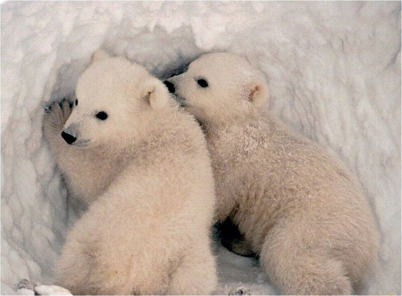 Polar Bear Cubs — White, Calm, Winter, Photograph, Snow