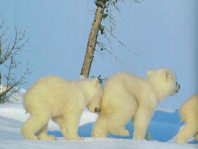 Polar Bear Cubs — White, Calm, Winter, Photograph