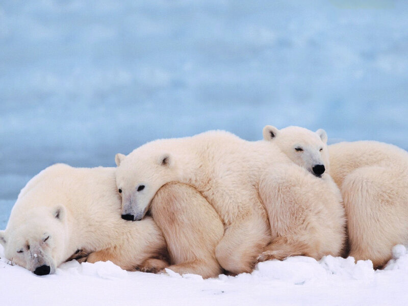 Polar Bear Cubs — White, Calm, Winter