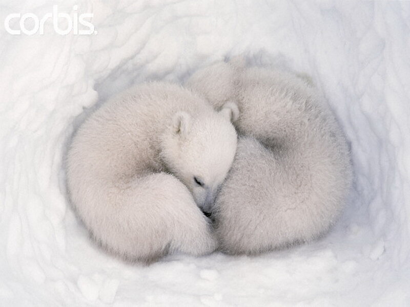 Polar Bear Cubs — White, Peaceful