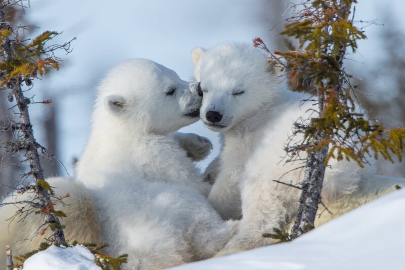 Polar Bear Cubs — White, Peaceful, Winter