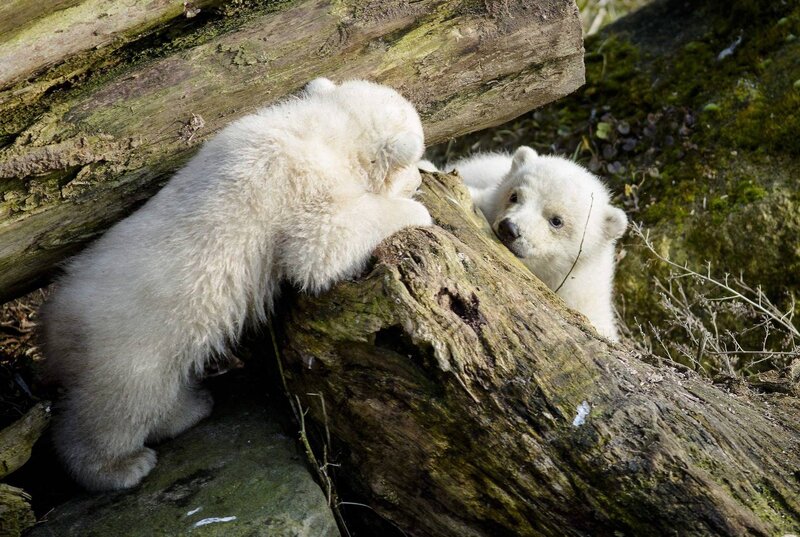Polar Bear Cubs — White, Playful, Photograph, Logs