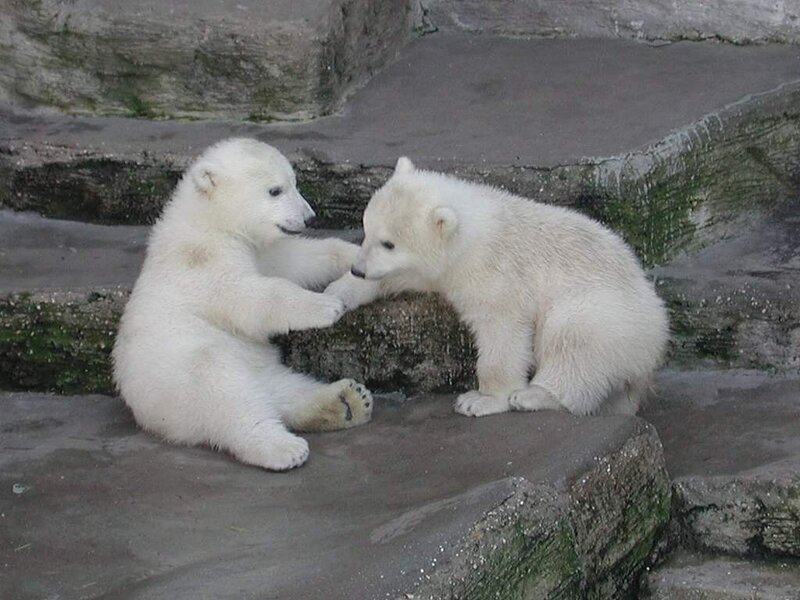 Polar Bear Cubs — White, Playful, Photograph
