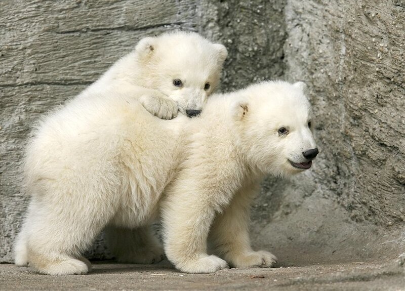 Polar Bear Cubs — White, Playful