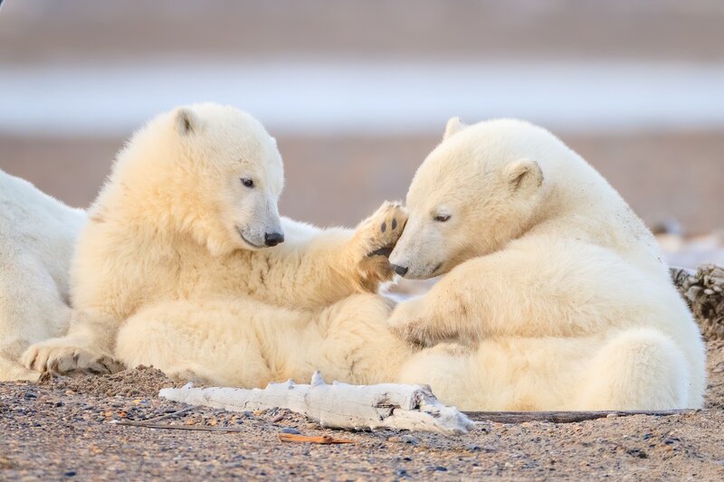 Polar Bear Cubs — White, Playful, Winter