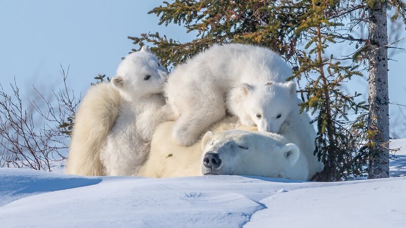 Polar Bear Cubs — White, Serene, Winter