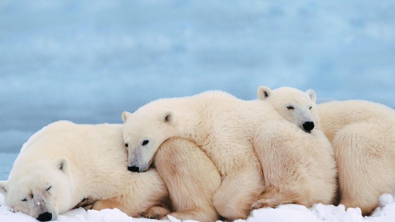 Polar Bear Cubs — White