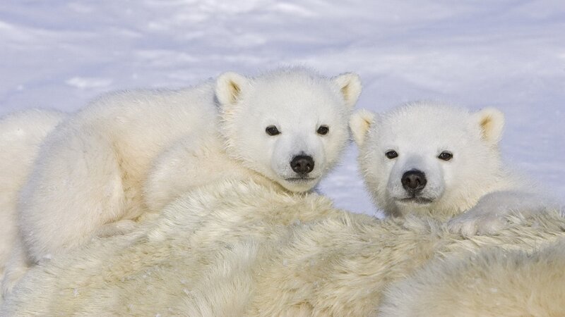 Polar Bear Cubs — Winter