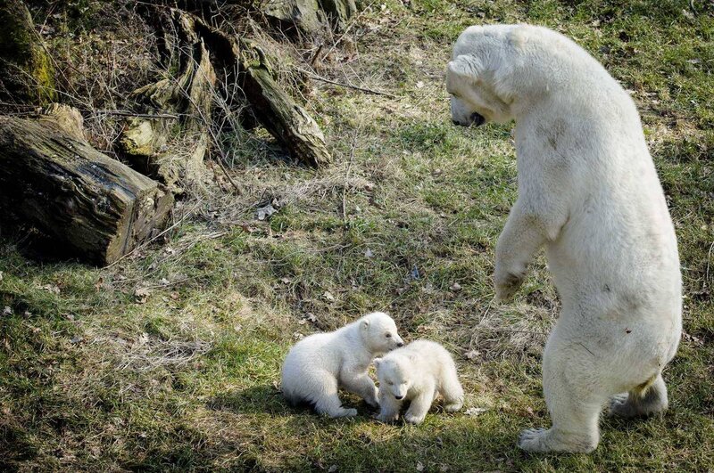 Polar Bear Cubs with Mother