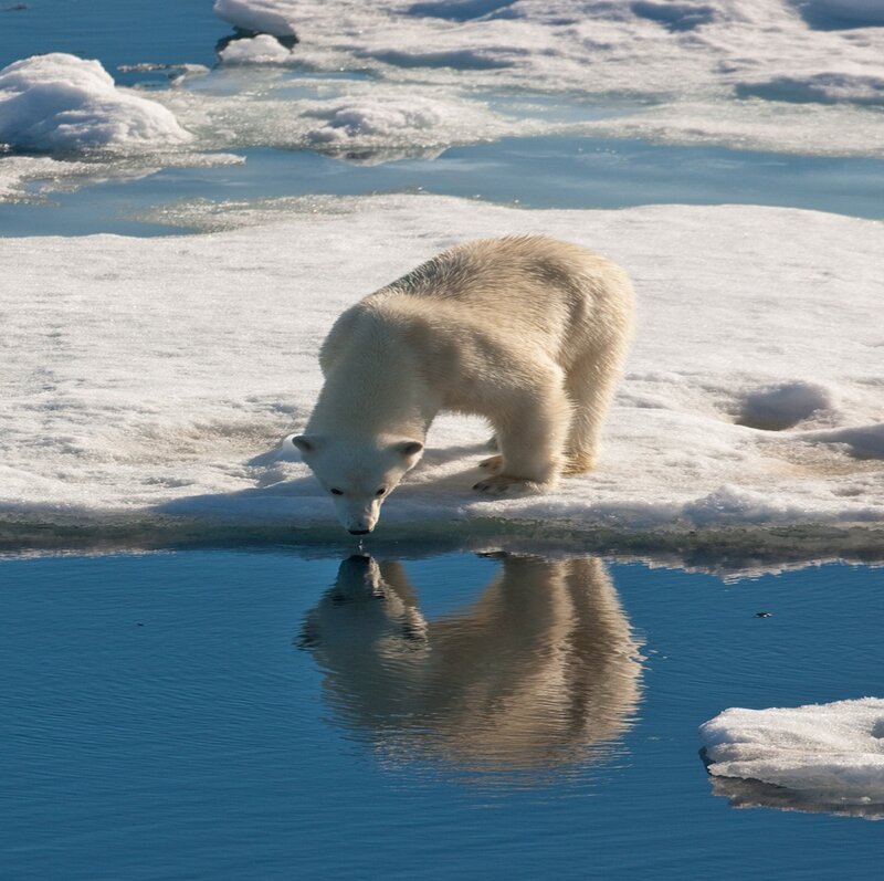Polar Bear Drinking Water