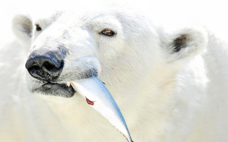 Polar bear eating fish