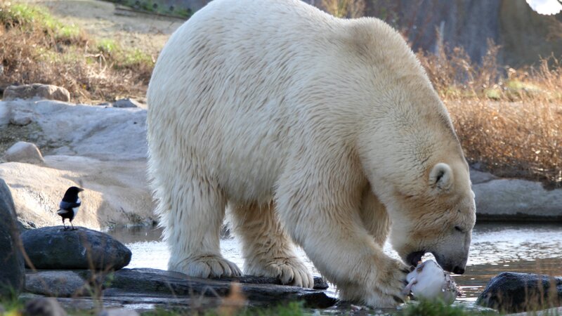 Polar Bear Eating Fish — White