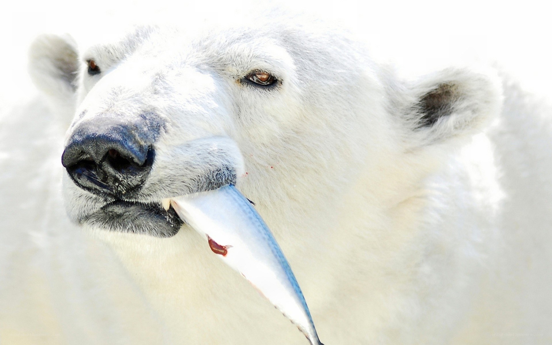 Polar bear eating fish
