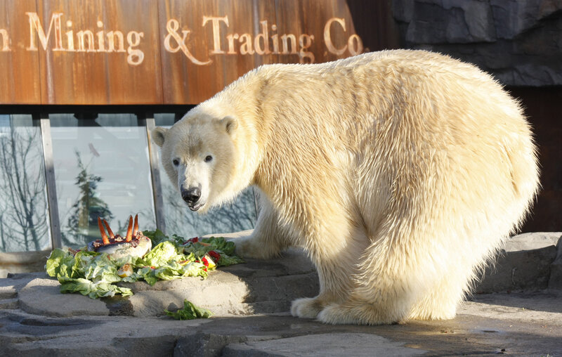 Polar Bear Eating Food