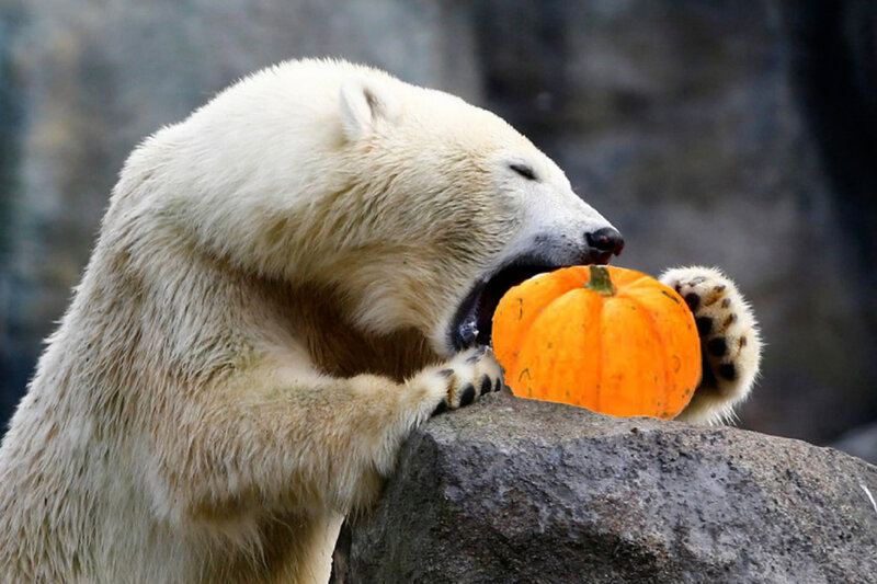 Polar Bear Eating Pumpkin