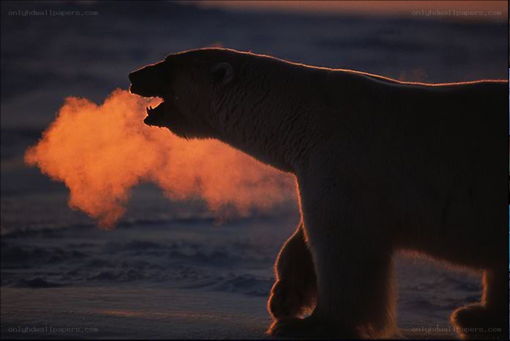 Polar bear exhaling in cold