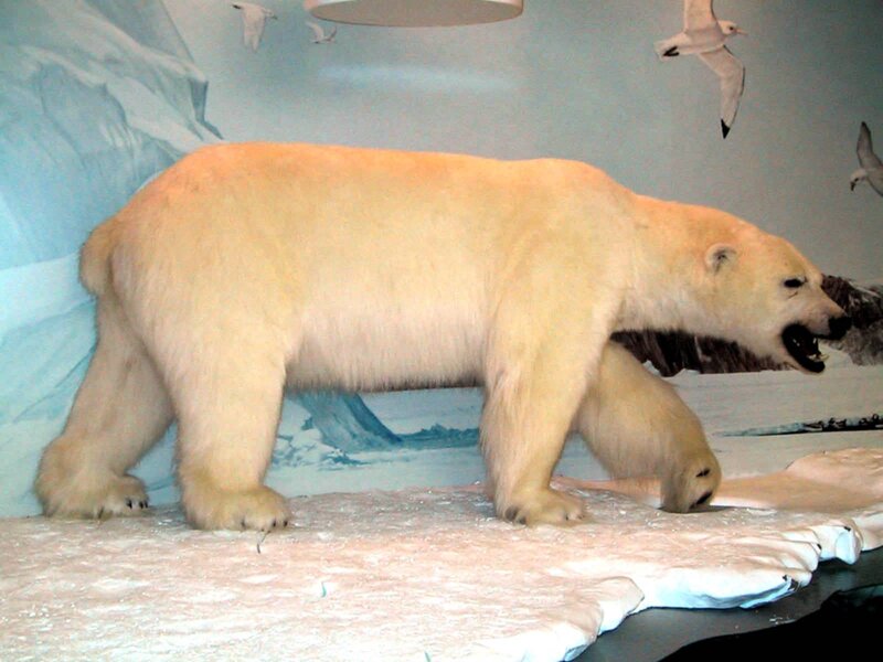 Polar bear exhibit