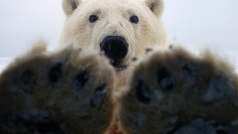 Polar Bear Face and Paws