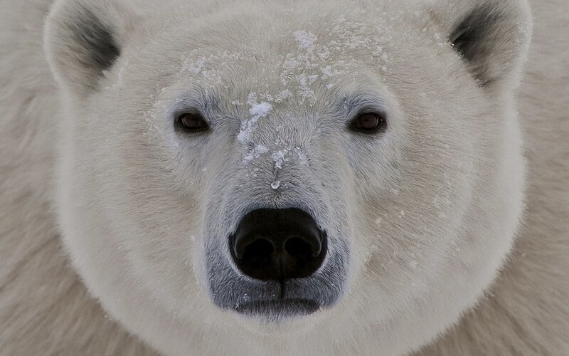 Polar Bear Face — Calm