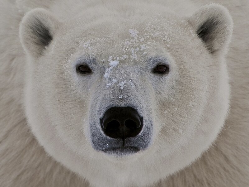 polar bear face close-up