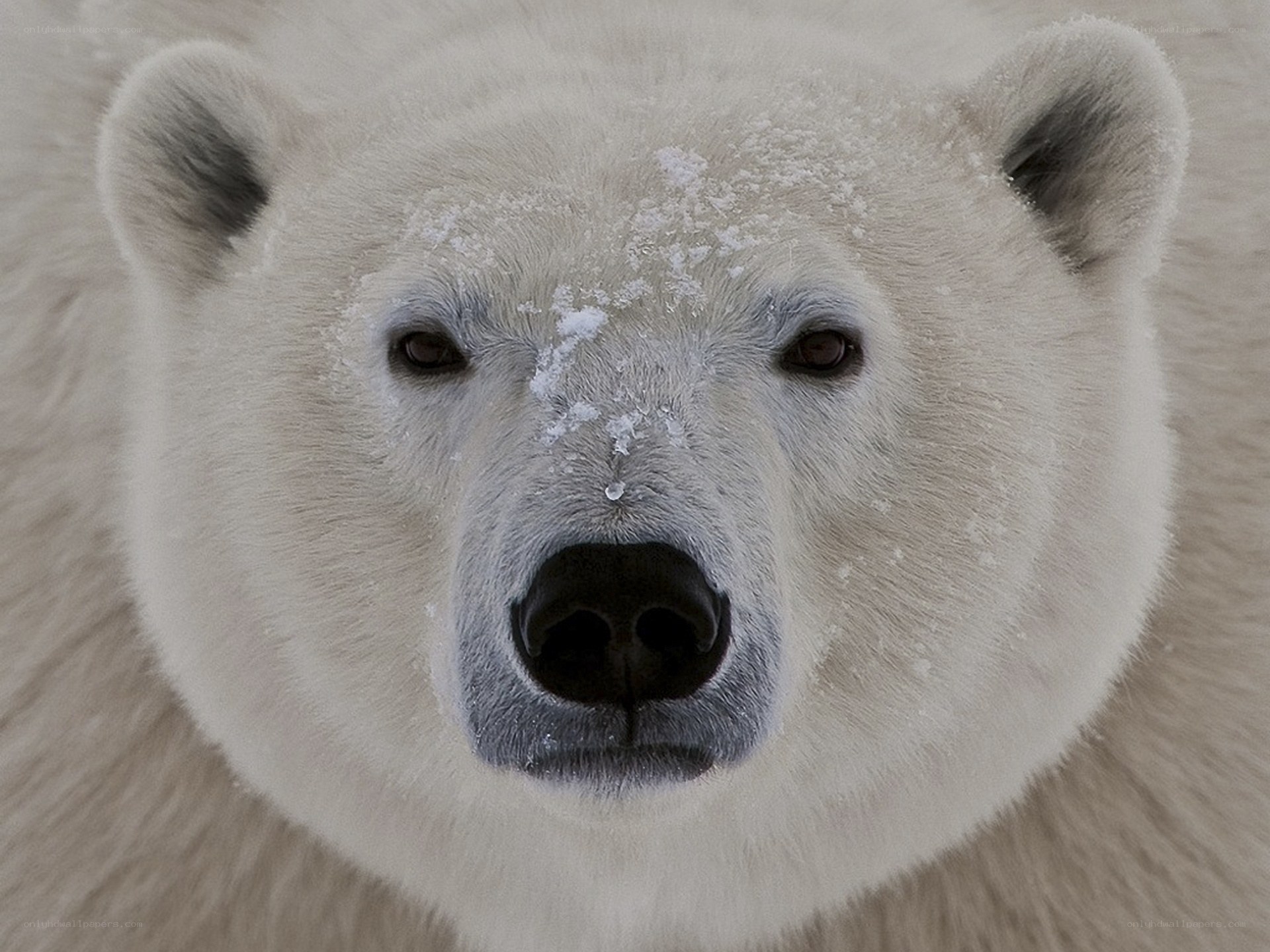 polar bear face close-up