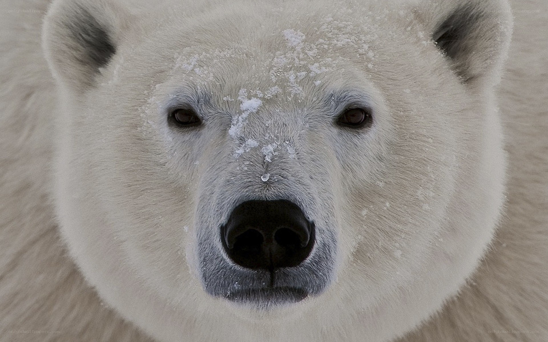 polar bear face close-up
