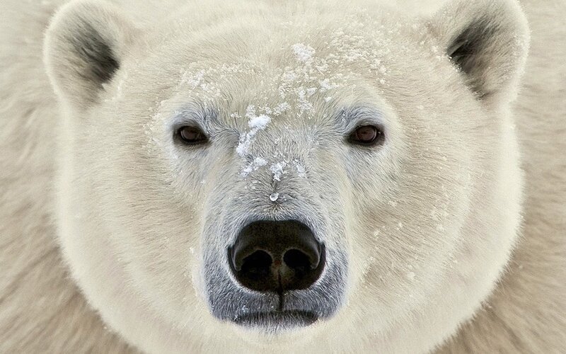 polar bear face close-up