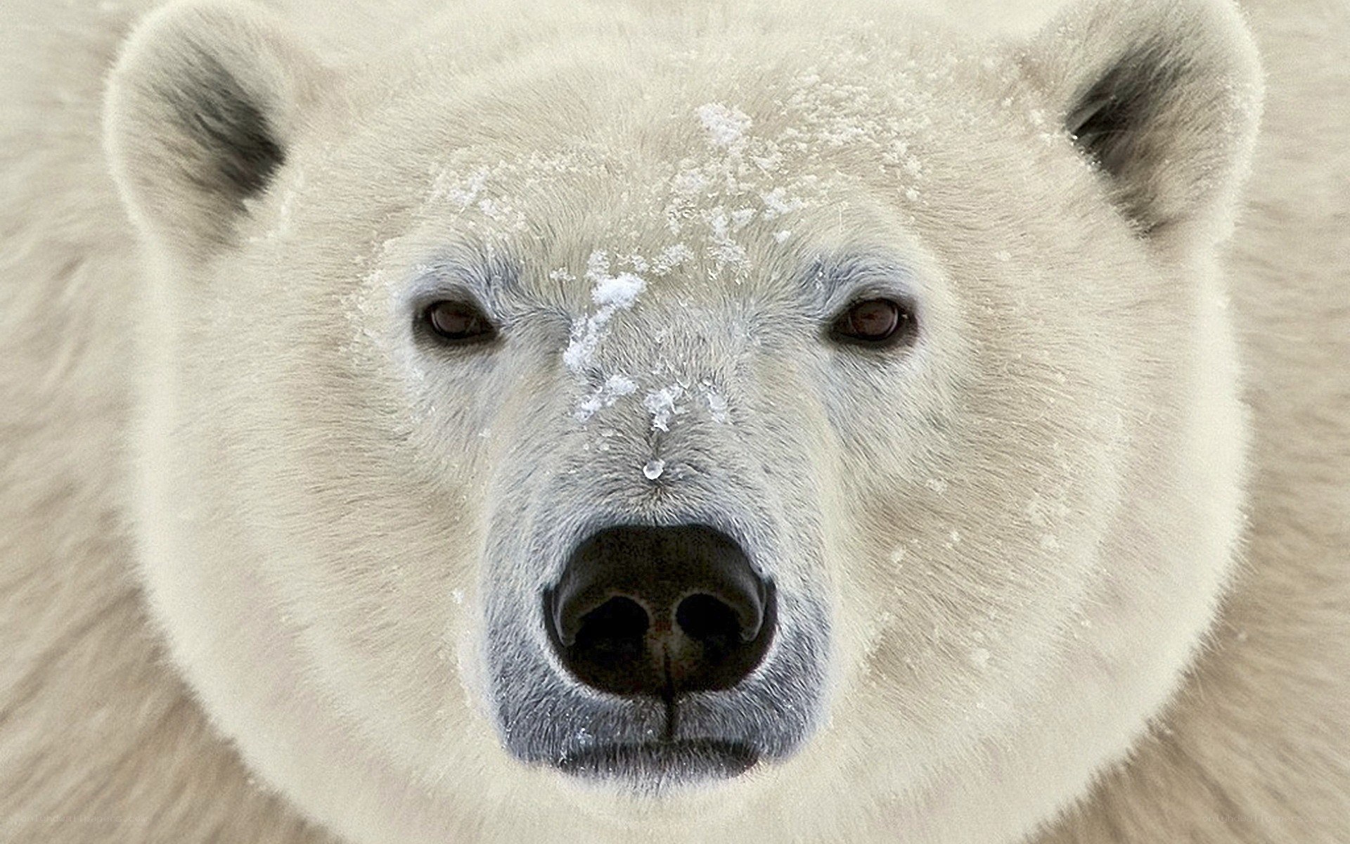 polar bear face close-up