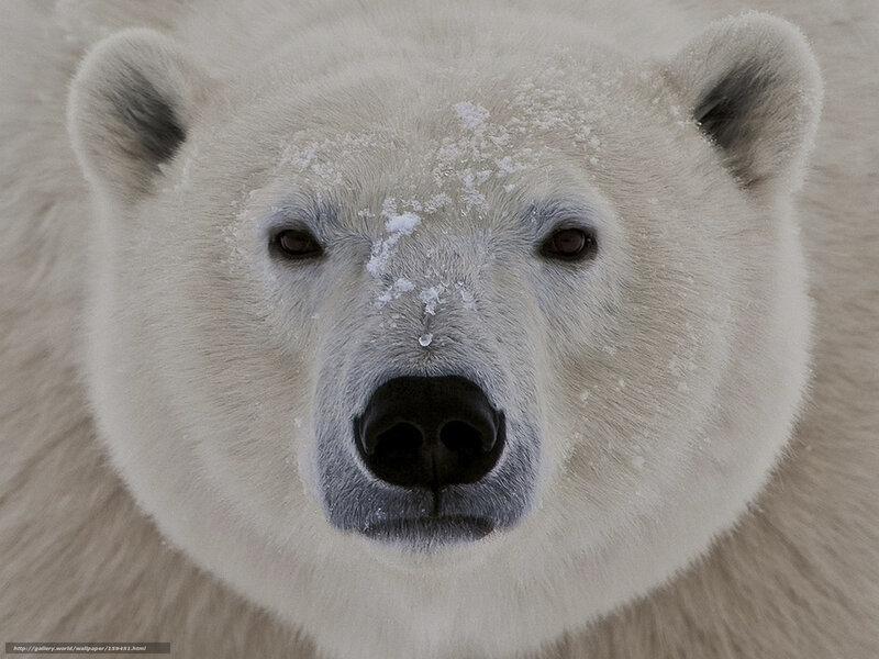 Polar bear face close-up