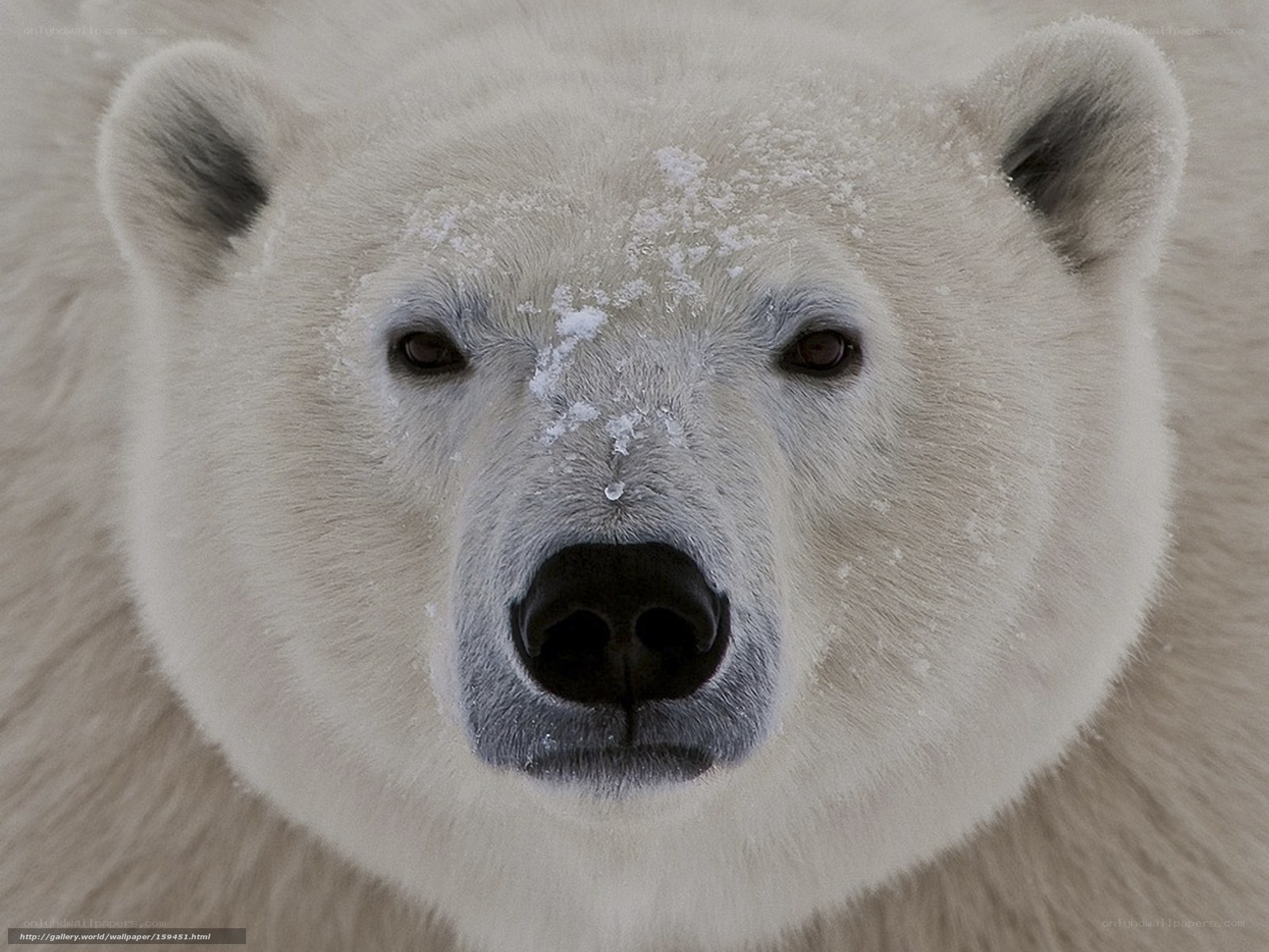 Polar bear face close-up