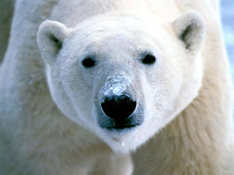 Polar Bear Face