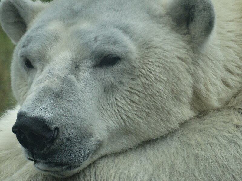 Polar Bear Face — White, Calm, Photograph