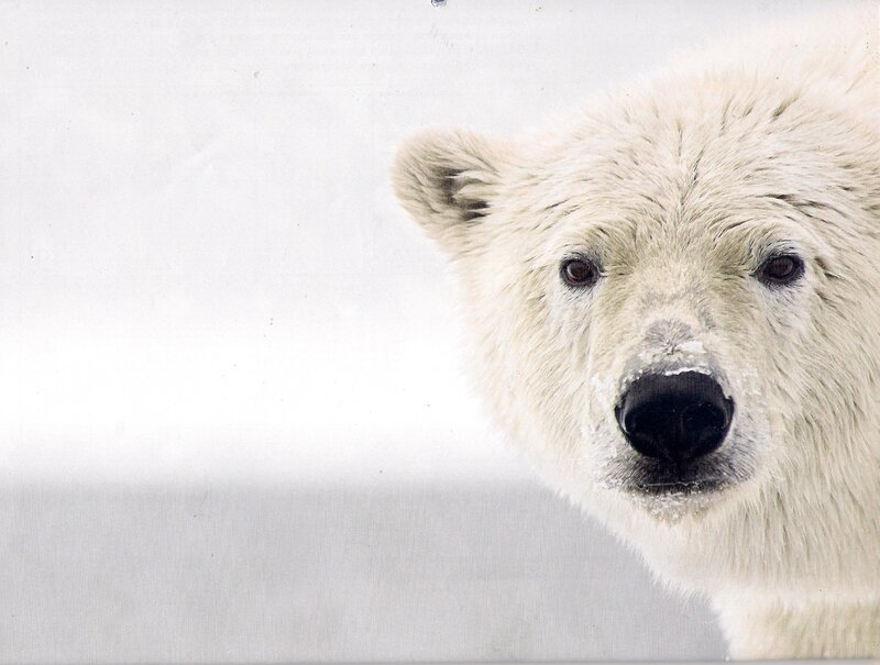 Polar Bear Face — White, Calm