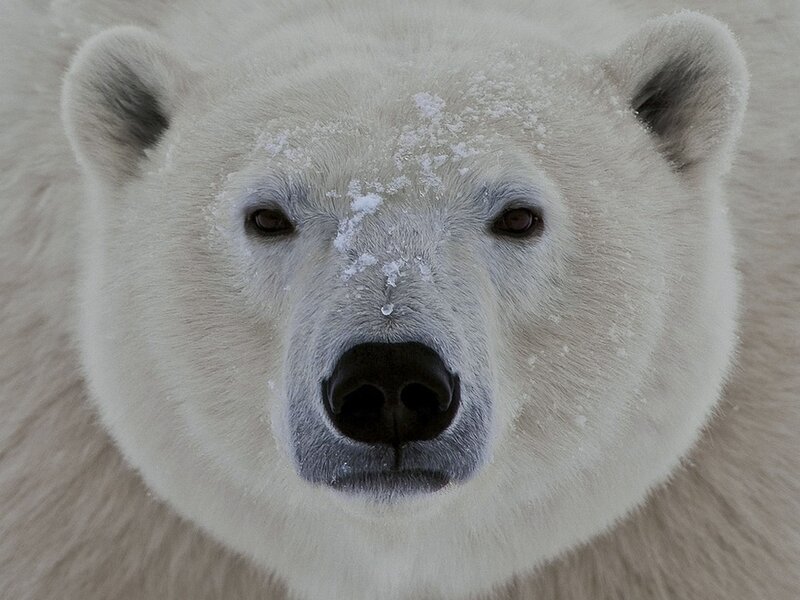 Polar Bear Face — White, Calm, Winter, Photograph, Snow, Eyes, Nose