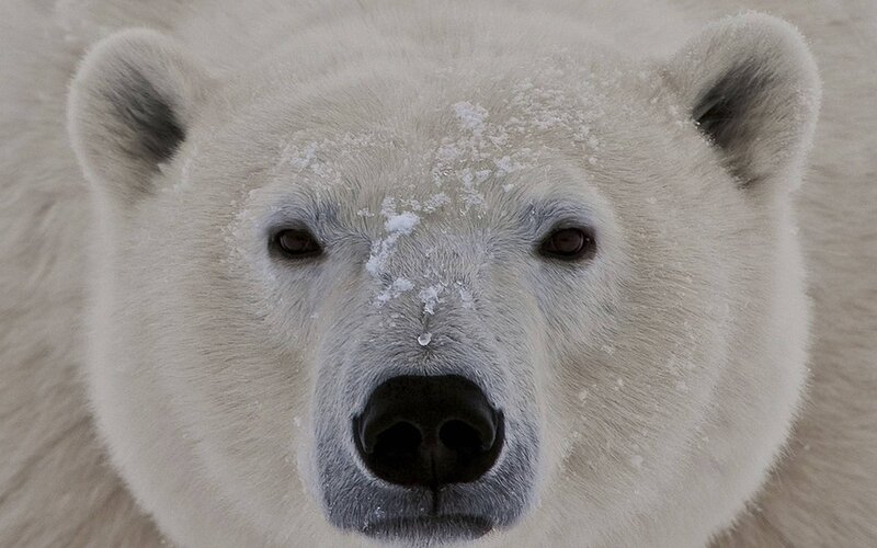 Polar Bear Face — White, Calm, Winter, Photograph, Snow