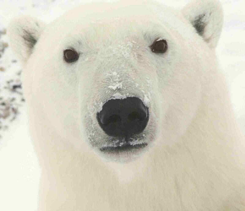 Polar Bear Face — White, Calm, Winter, Photograph