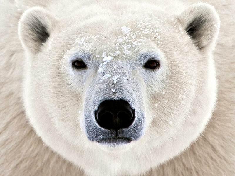 Polar Bear Face — White, Calm, Winter