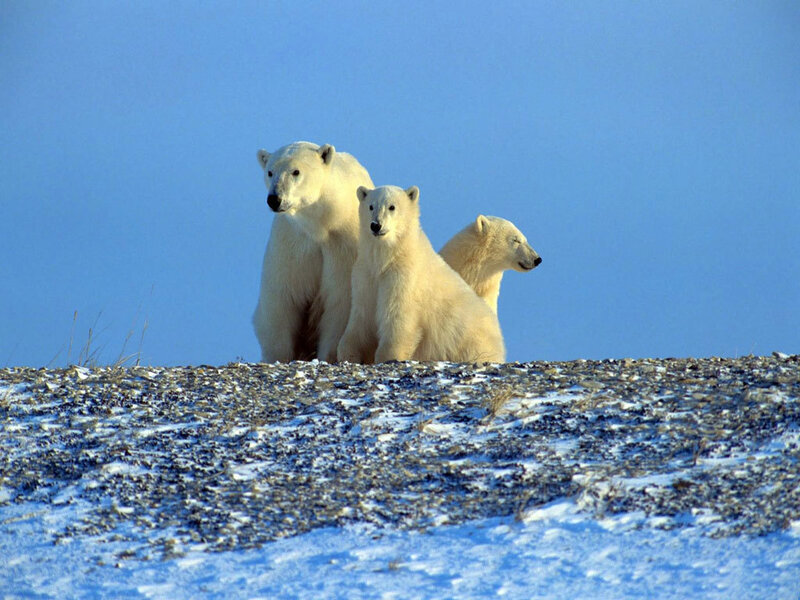 Polar Bear Family — Blue, Calm