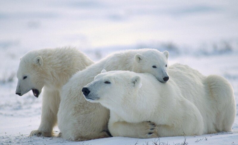 Polar Bear Family — Calm