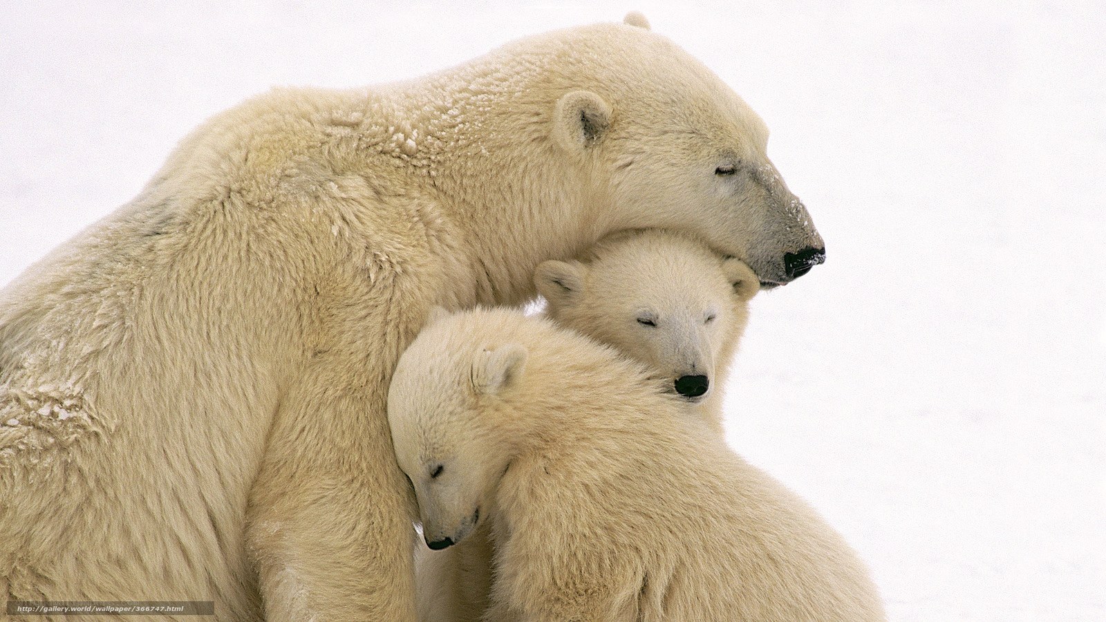 Polar bear family hugging