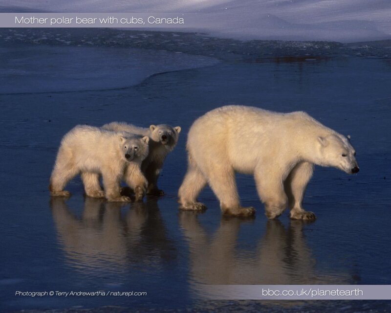 Polar bear family in Canada