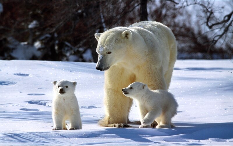 Polar bear family in snow