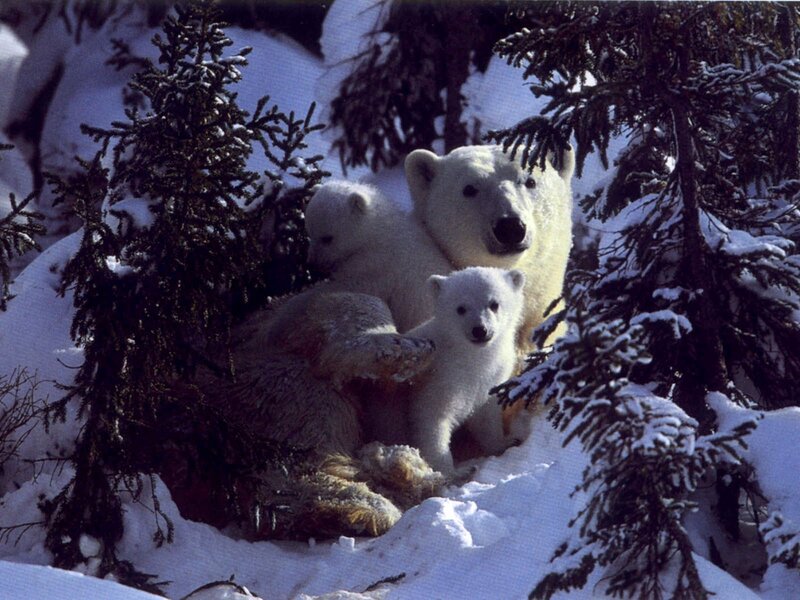 Polar bear family in snow