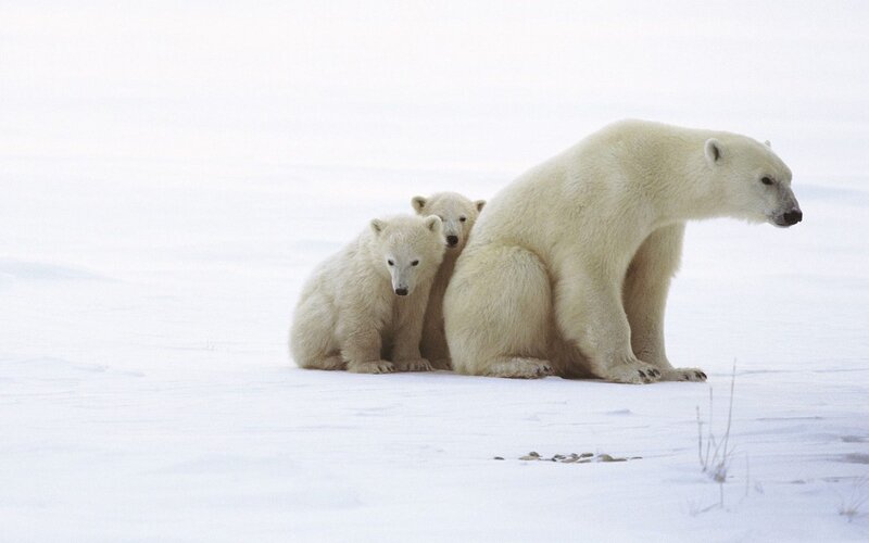 Polar bear family in snow