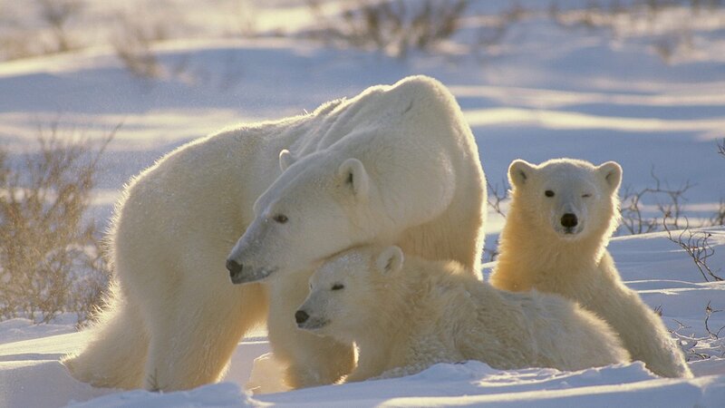 Polar bear family in snow