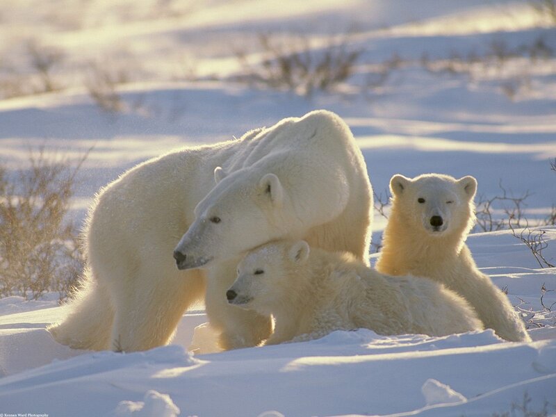 Polar bear family in snow