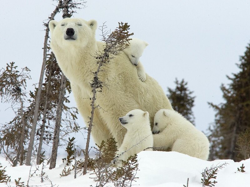 Polar bear family in snow
