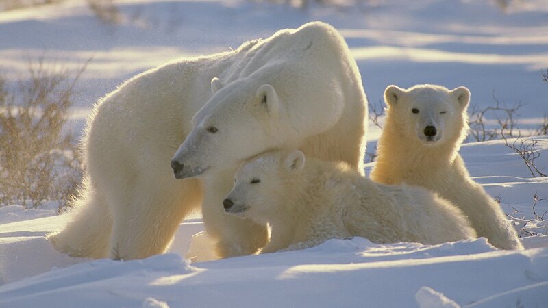 Polar bear family in snow