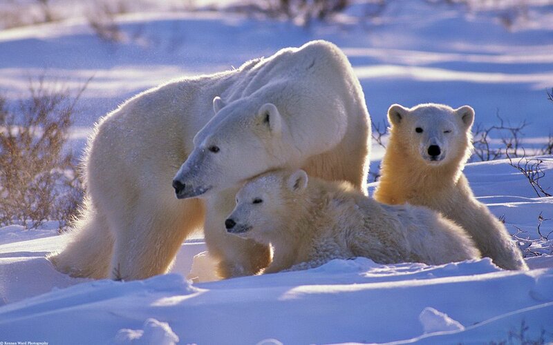 Polar bear family in snow